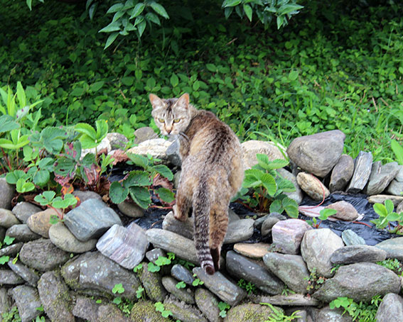 我が家のニャンコ♪2014/07/08-2