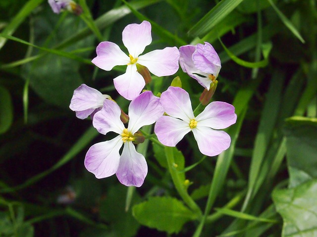 s-p1551.jpg