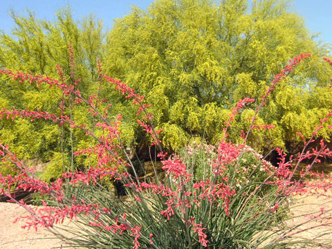 砂漠の花１.jpg