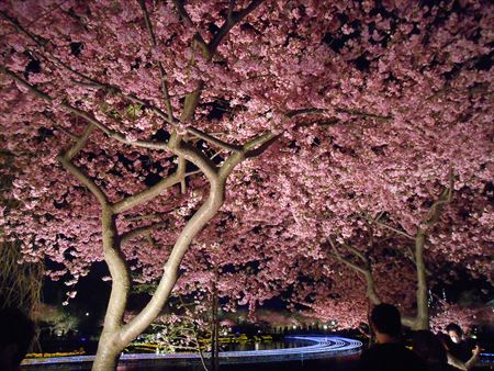 なばなの里の河津桜