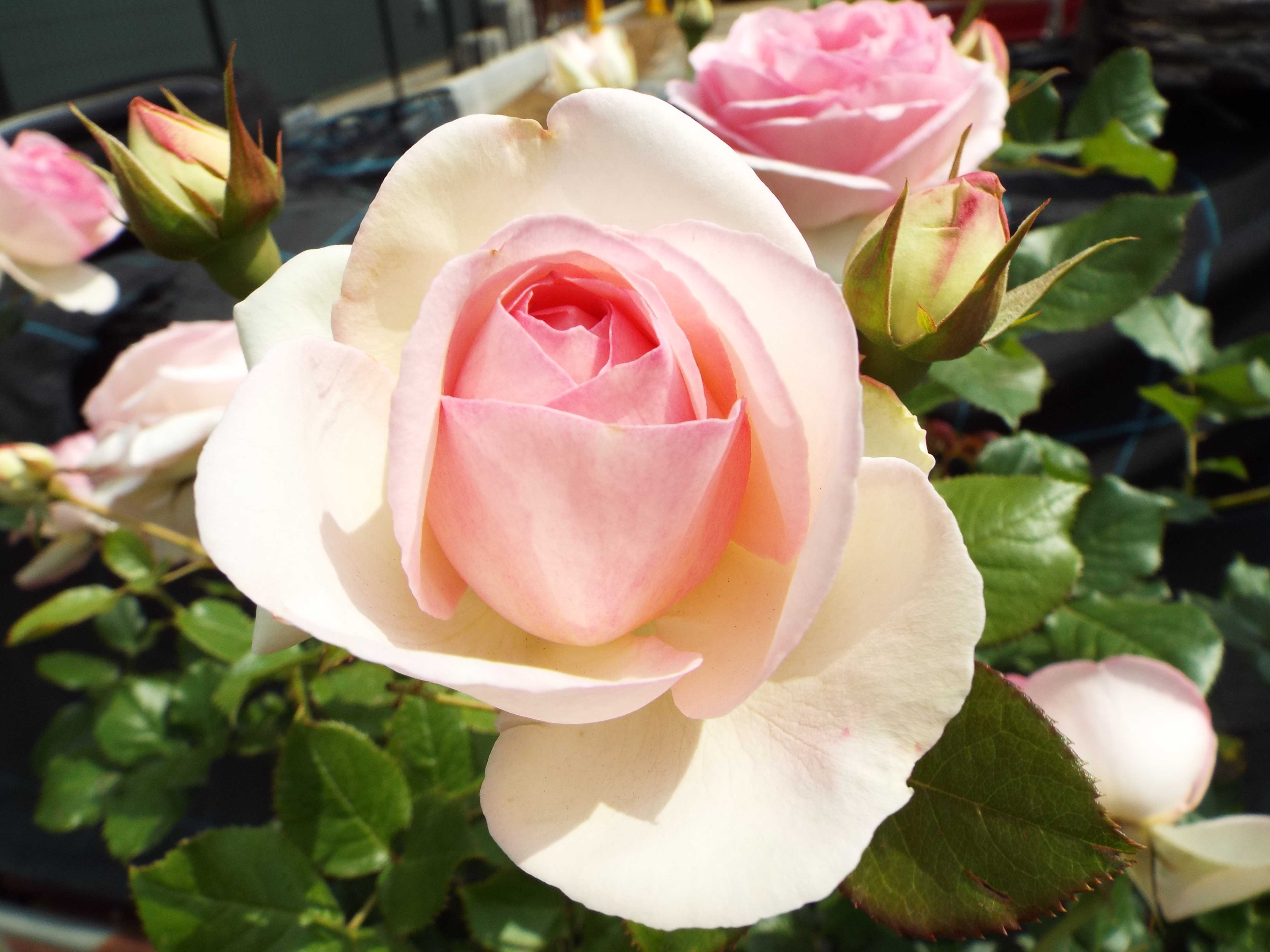 薔薇はいまだに書けない 肩の凝らない 配達員のブログなのだ 楽天ブログ