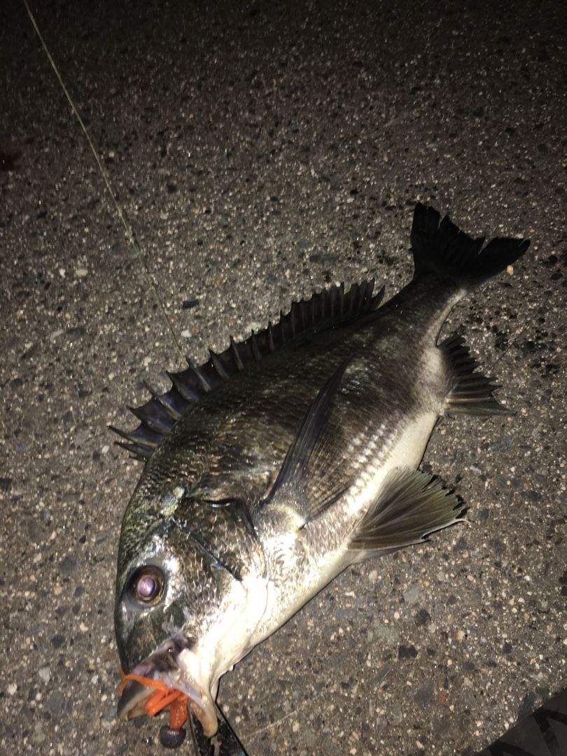 釣り おかやmanのブログ 楽天ブログ