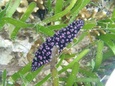 沖縄磯採集2012年9月下旬20　フィリディエラ・ニグラ（Phyllidiella nigra）