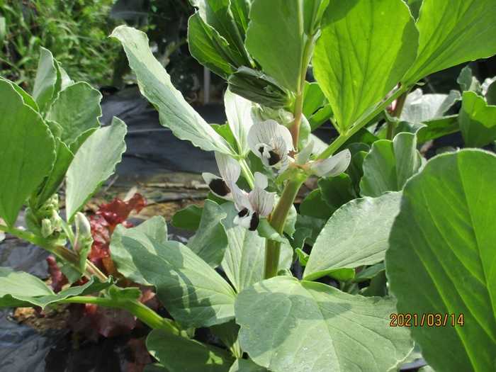 背の低いソラマメに花が ジャガイモの芽かきをしました 幸せの積み木 楽天ブログ