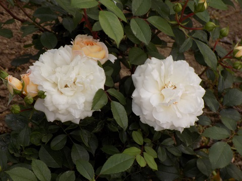DSCN3592.JPG