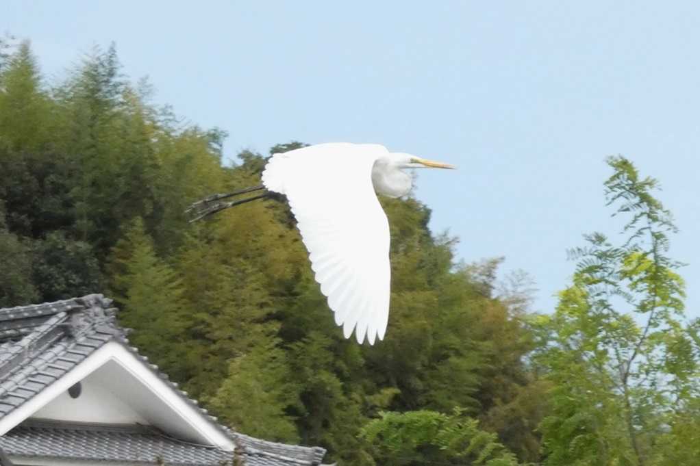 515