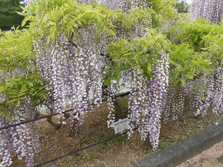 蓮華寺池公園　藤の花