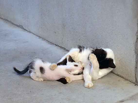 我が家のニャンコ♪2016/07/26-5