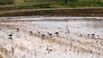 水田　4.26　2015