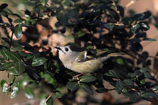 キクイタダキ　１月２７日