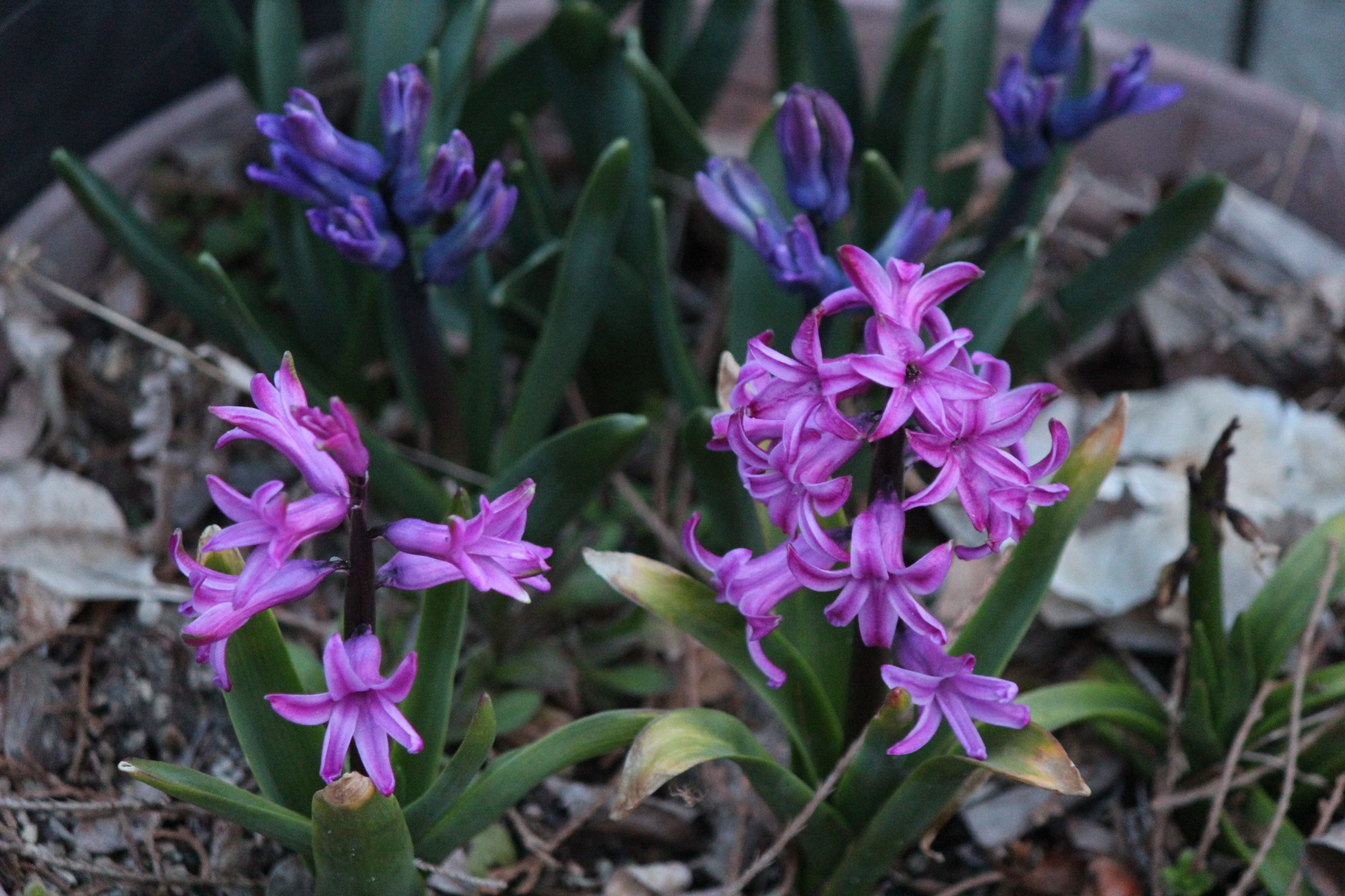 ヒアシンス つれづれ日記 楽天ブログ