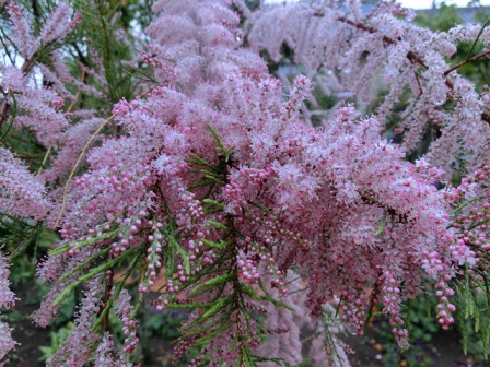 不明の花
