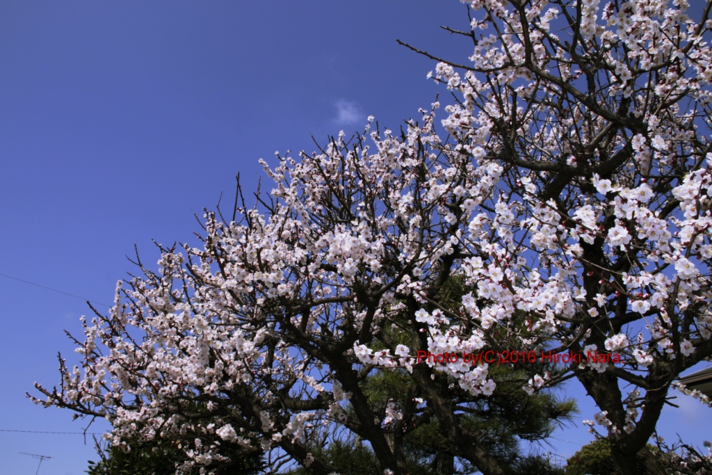 光景　sight0522　梅　ウメ　Japanese　apricot 春　spring