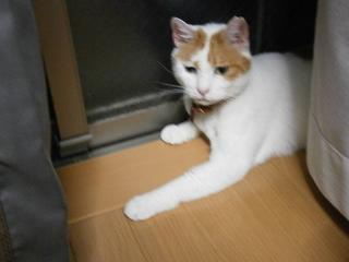 maruko