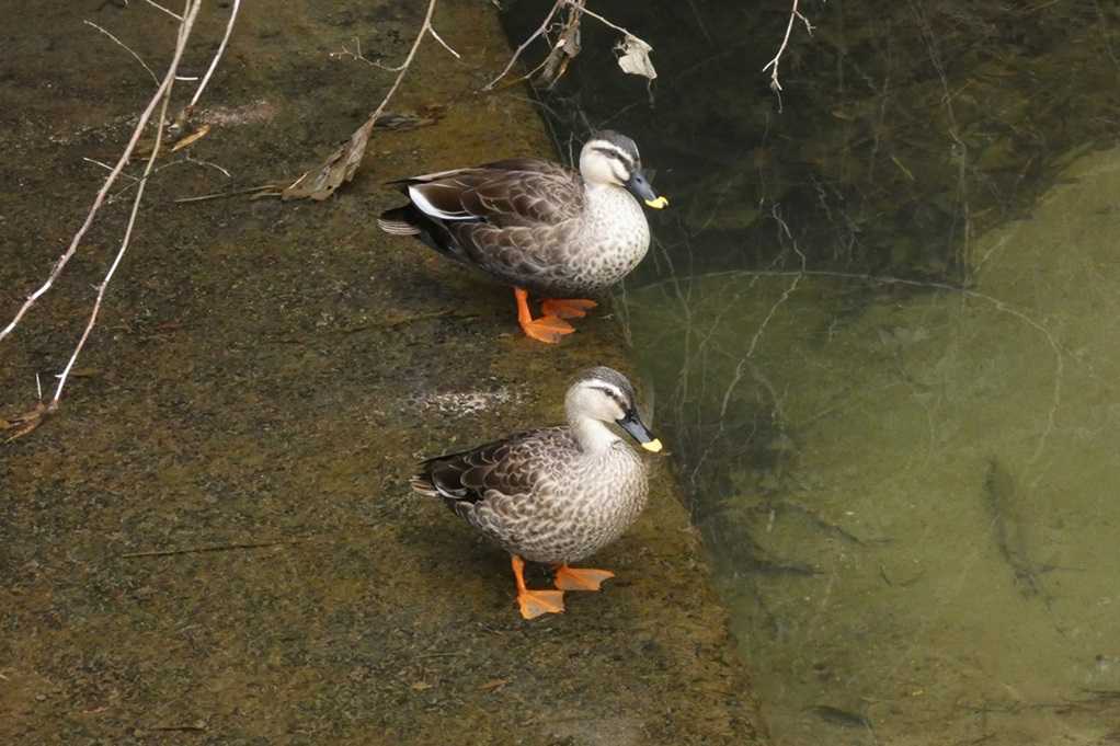 515