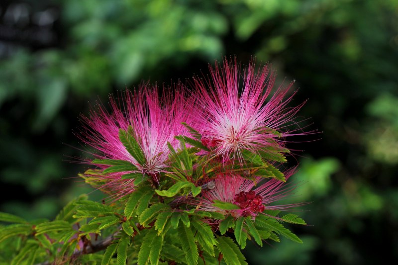 植物園の花_008.jpg