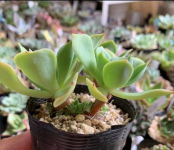 エケベリア 韓国苗 原種アモエナ | 多肉植物の成長記録 主に七福神