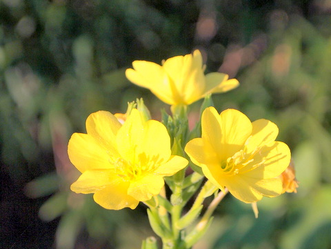 マツヨイグサの花