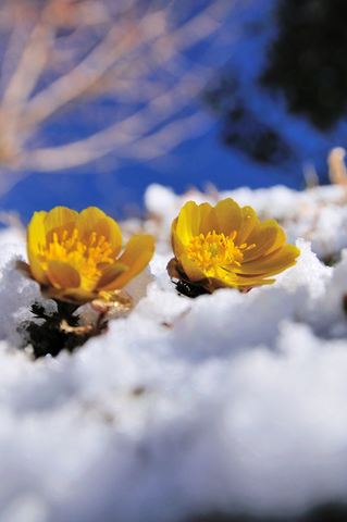 トリさん　黄色い花