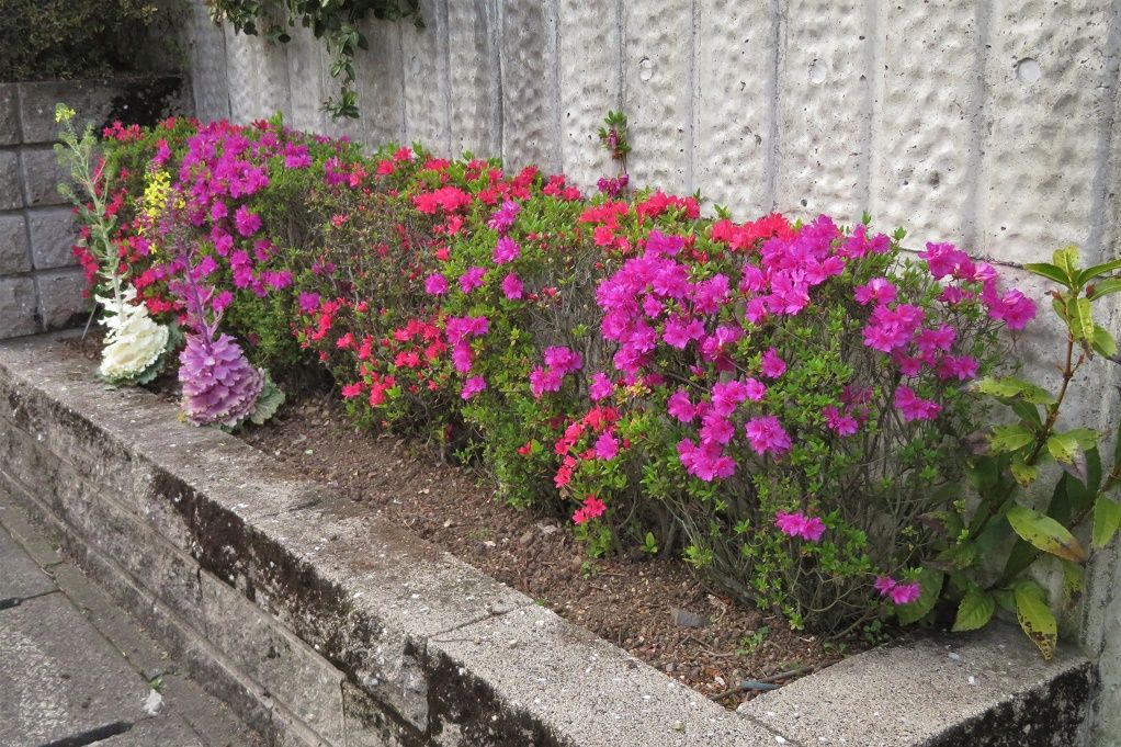 庭の花 花壇の花達 チューリップ ツツジ 大分金太郎の花鳥蝶月 楽天ブログ