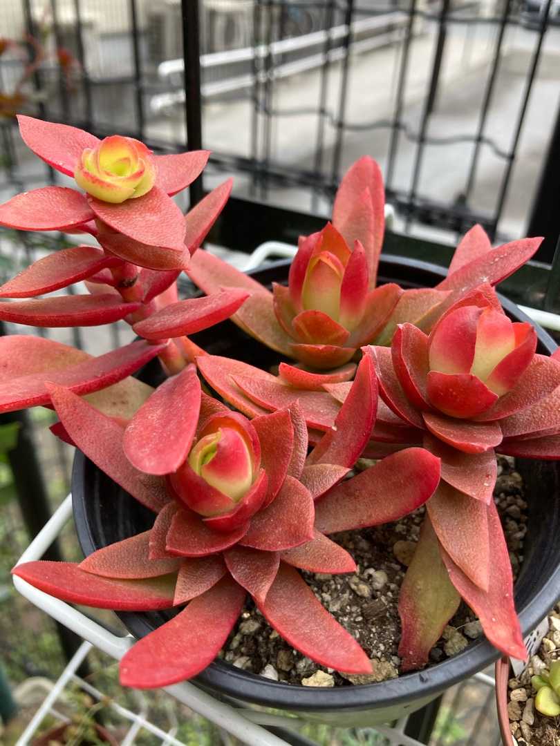 多肉植物 花うらら 恋煩い 抜き苗 Www Grupoferrasa Com Br