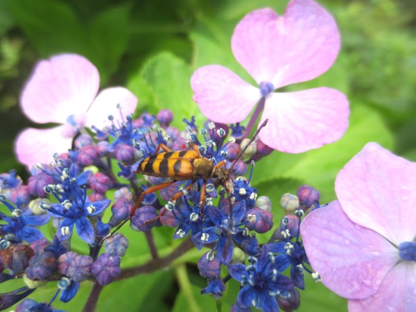 下田　あじさい