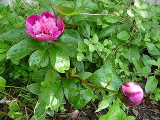 P1020216ss.jpg