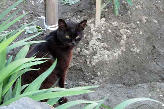 我が家のニャンコ♪2016/4/30-2