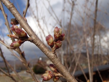 桜130412
