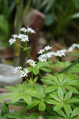 DSC01045.jpg