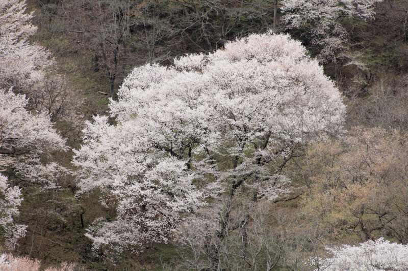 黒川桜の森_007.jpg