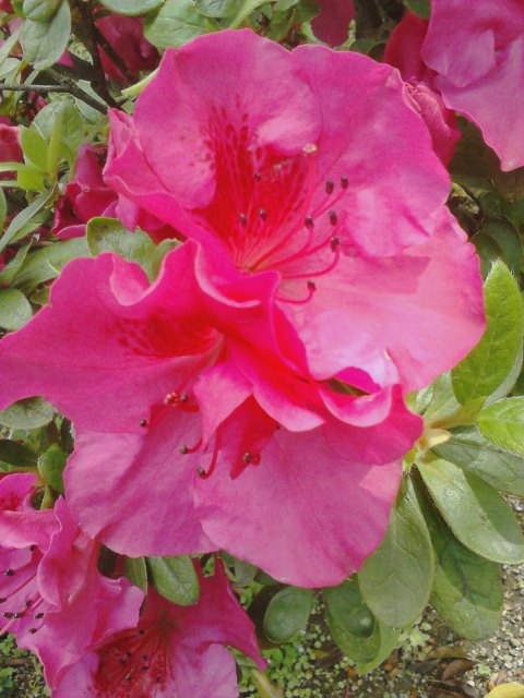 つつじの花　２