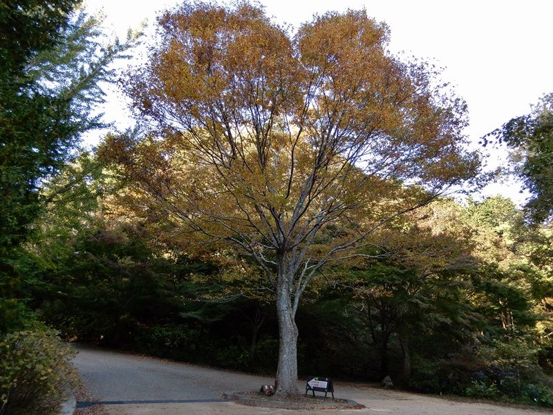 あじさい坂17