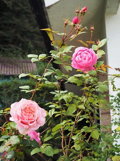センチメンタルな秋の終わりの薔薇たち ピーチヒルの薔薇日記 楽天ブログ