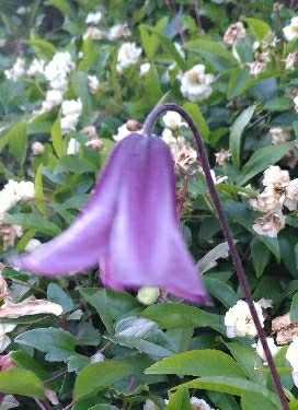 ブルーボーイ 小さな庭で がんばらないガーデニング ハンギングバスケットやクレマチス バラのある小さな庭 楽天ブログ