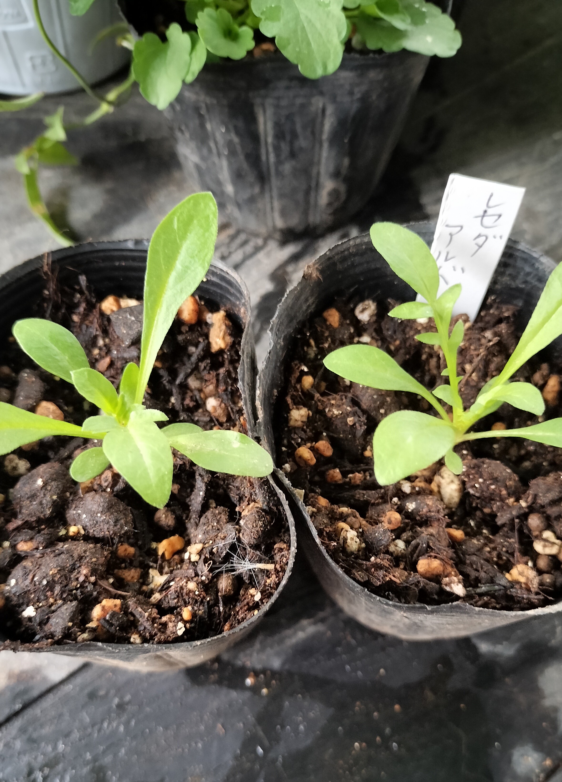 地植えで冬越しできる苗たち レセダ アグロステンマ シレネピンク