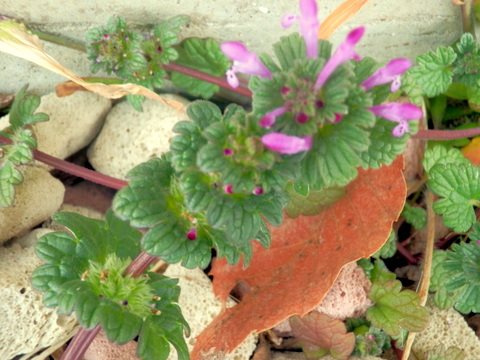 ホトケノザ・茎と花