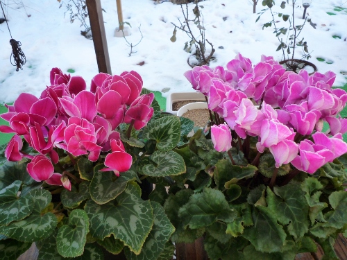 P1150691 (500x375).jpg