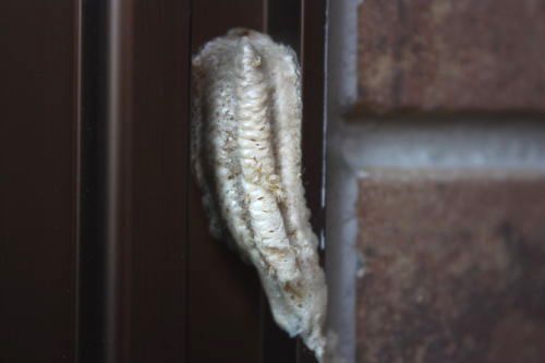 20150606-105.jpg
