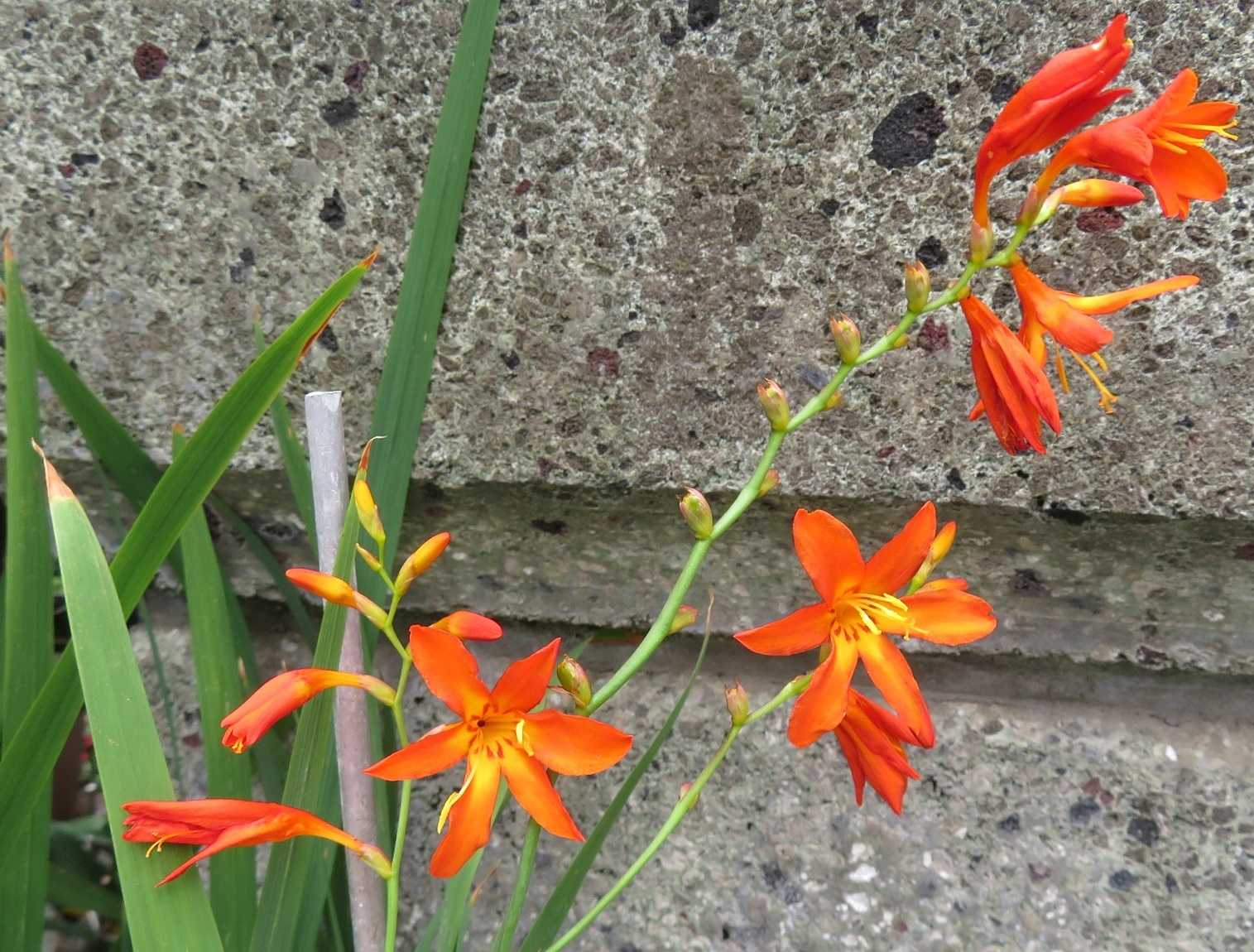 １日8000歩に変更 花はヒメヒオウギズイセン だい のひとりごと 楽天ブログ