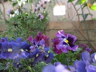 IMG_3679ss.jpg