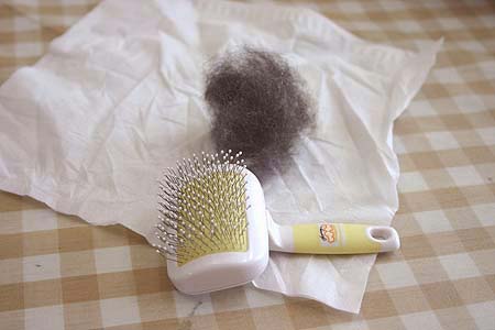 ショコラ 抜け毛