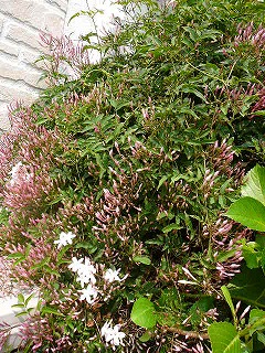 P1290259ss.jpg