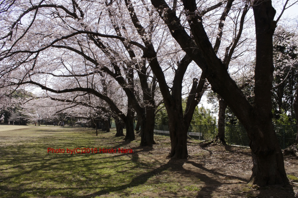 光景　sight0535 桜　サクラ　cherry blossom 春　spring
