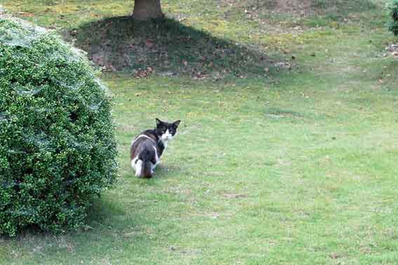 我が家のニャンコ♪2015/5/30-3