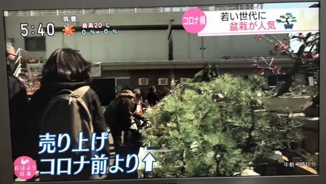 コロナ禍 若い世代に盆栽が人気 21 03 18 競馬 韓国ドラマの好きなサラリーマン太郎のブログ 楽天ブログ