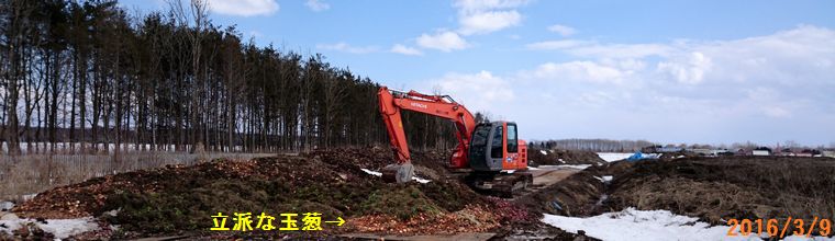 ３／９野菜捨て場.jpg