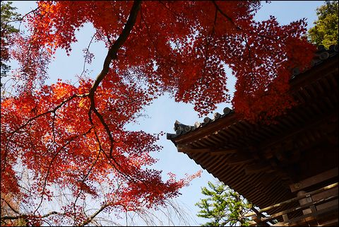 千如寺の紅葉01