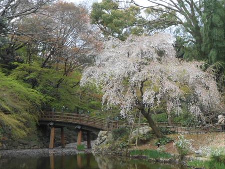 浜松城公園の桜