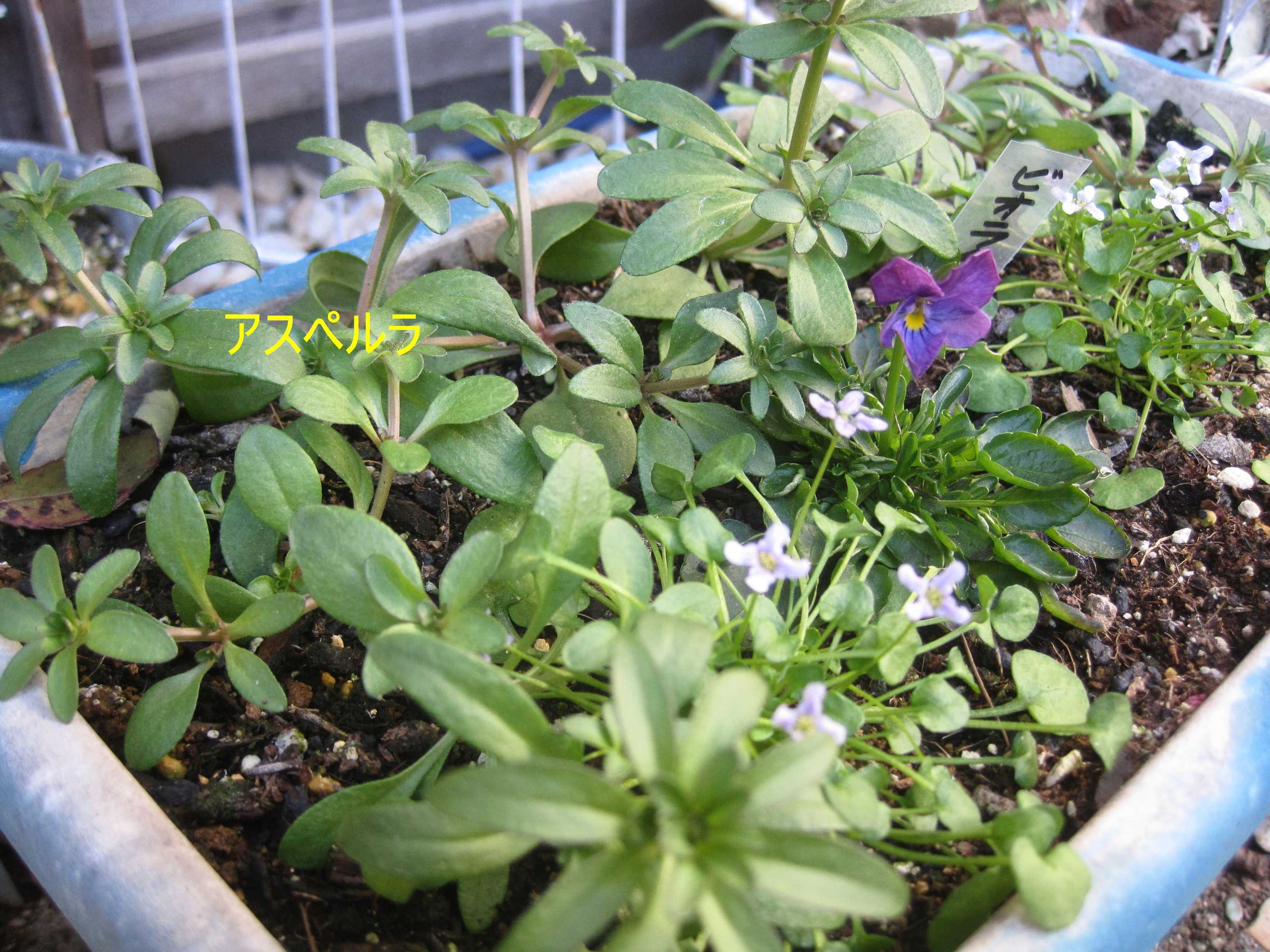 小さな変化も楽しい たねをまく日々 楽天ブログ